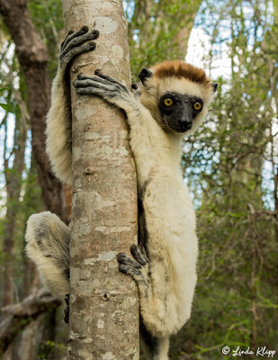 Verreaux's Sifaka, Spiny Forest, Mandrare River Camp  15