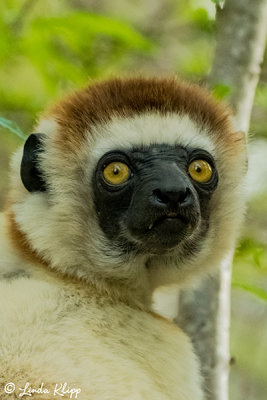 Verreaux's Sifaka, Spiny Forest, Mandrare River Camp  14