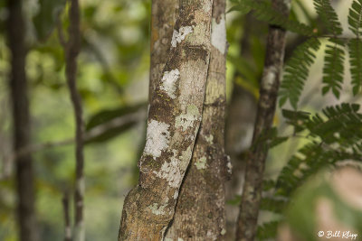 Mossy Leaf-tailed Gecko, Andasibe  3