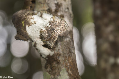 Mossy Leaf-tailed Gecko, Andasibe  4