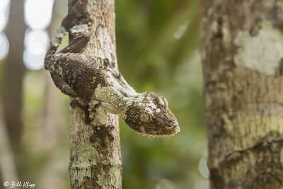 Mossy Leaf-tailed Gecko, Andasibe  5