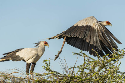 Secretary Birds,  Southern Serengeti  1