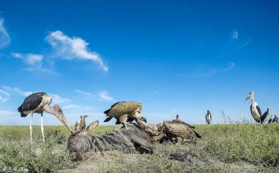 Vulture Frenzy, Southern Serengeti  4