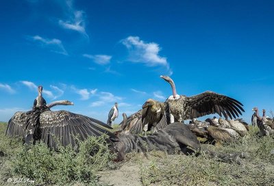 Vulture Frenzy, Southern Serengeti  3