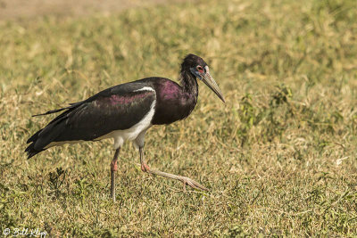 Abdim's Stork, Ngorongoro Crater  1