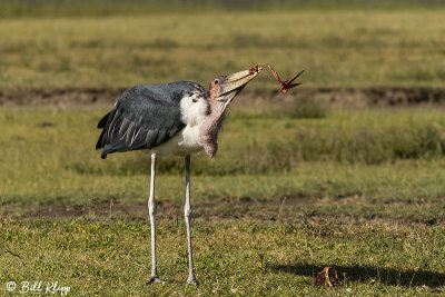 Marabou Stork eating a Abdim's Stork, Ngorongoro Crater  4