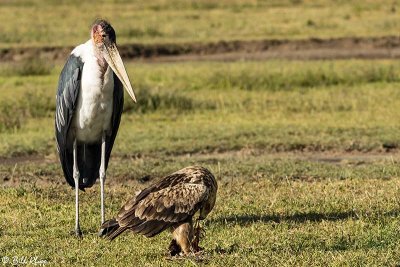 Tawny Eagle & Marabou Stork, Ngorongoro Crater  3