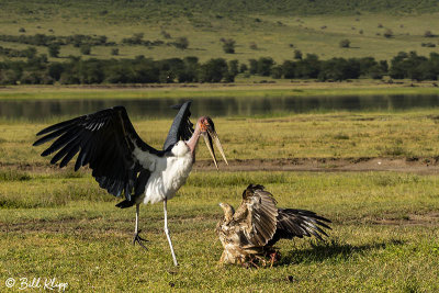 Tawny Eagle & Marabou Stork, Ngorongoro Crater  2