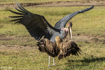 Tawny Eagle & Marabou Stork, Ngorongoro Crater  1