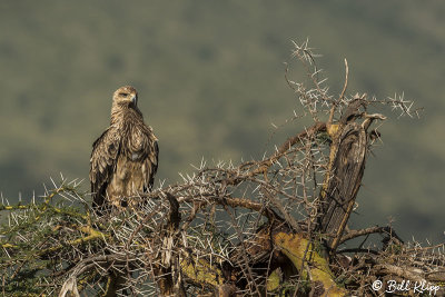 Tawny Eagle, Ngorongoro Crater  1