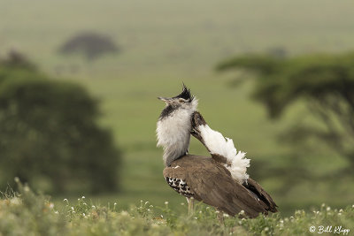 Kori Bustard male in breeding plumage, Serengeti  1