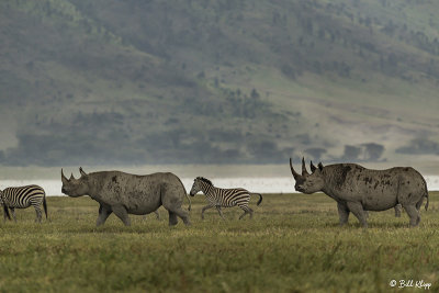 Black Rhinos, Ngorongoro Crater  1
