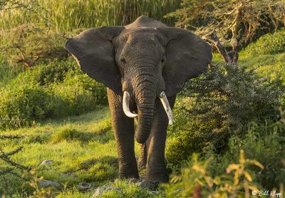 Elephant, Ngorongoro Crater  1