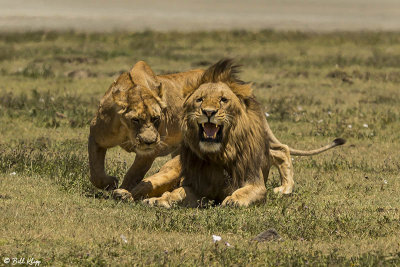 Lion mating, Ngorongoro Crater  1