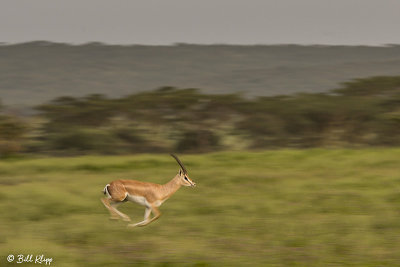 Grant's Gazelle, Southern Serengeti  4