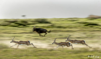 Grant's Gazelle, Southern Serengeti  3