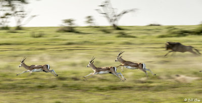 Grant's Gazelle, Southern Serengeti  2