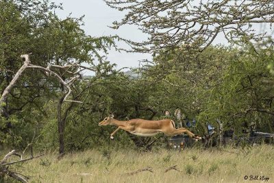 Grant's Gazelle, Southern Serengeti  1