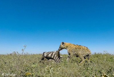 Spotted Hyena, Southern Serengeti  1