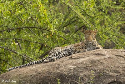 Leopard, Southern Serengeti  8