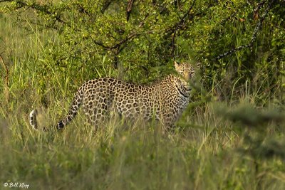 Leopard, Southern Serengeti  7