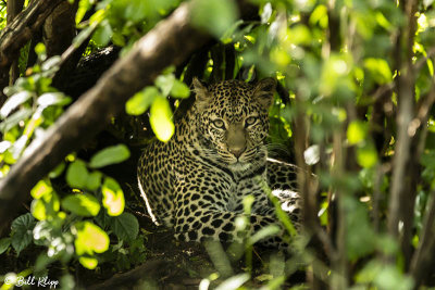 Leopard, Southern Serengeti  6