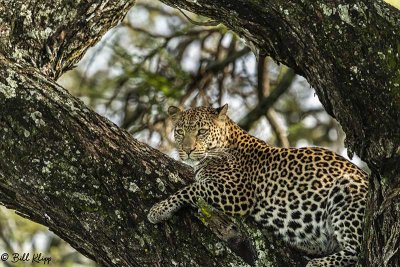 Leopard, Southern Serengeti  5