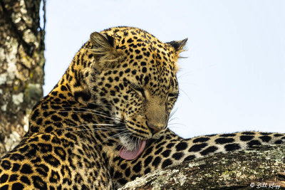Leopard, Southern Serengeti  4