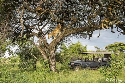 Tree Climbing Lions, Southern Serengeti  7