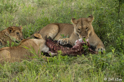Lions with Wart Hog, Southern Serengeti  8