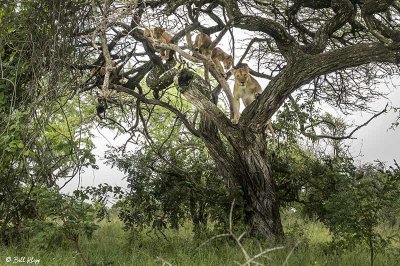 Tree Climbing Lions, Southern Serengeti  6