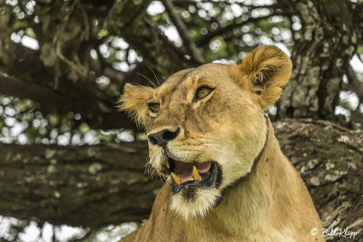 Tree Climbing Lions, Southern Serengeti  5