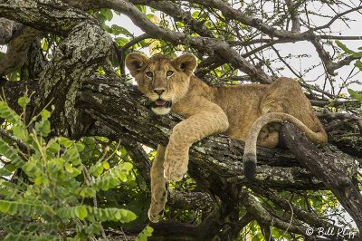 Tree Climbing Lions,  Southern Serengeti  4