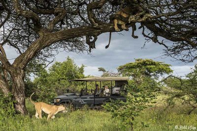 Tree Climbing Lions, Southern Serengeti  3