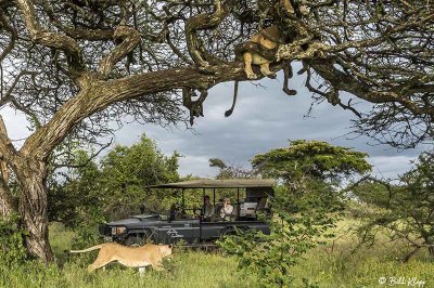 Tree Climbing Lions, Southern Serengeti  2