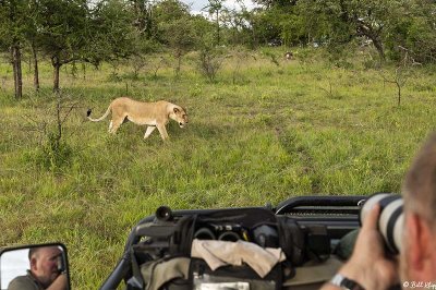 Lions,  Southern Serengeti  1