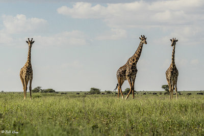 Masai Giraffes, Southern Serengeti  4
