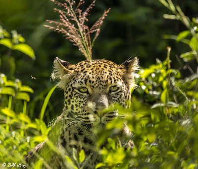 Leopard, Southern Serengeti  1