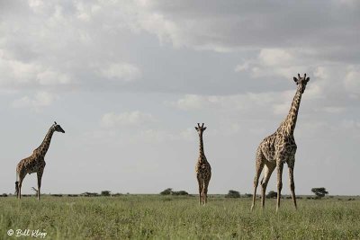Masai Giraffes, Southern Serengeti  3