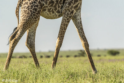 Masai Giraffe, Southern Serengeti  2