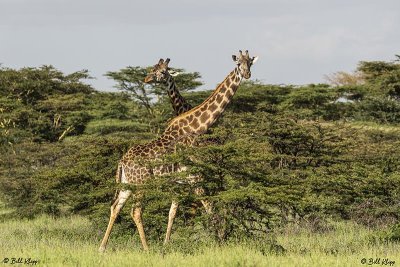 Masai Giraffes, Southern Serengeti  1