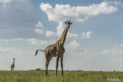 Masai Giraffes, Southern Serengeti  5