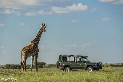 Masai Giraffes, Southern Serengeti  6