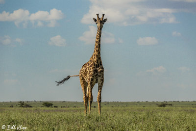 Masai Giraffes, Southern Serengeti  7
