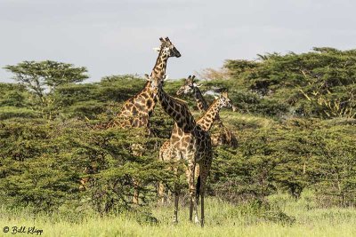 Masai Giraffes, Southern Serengeti  8