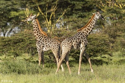 Masai Giraffes, Southern Serengeti  9