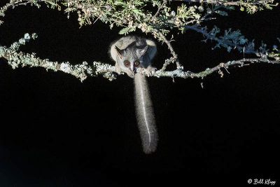 Bush Baby, Southern Serengeti  3