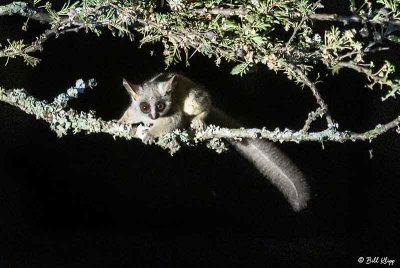 Bush Baby, Southern Serengeti  4