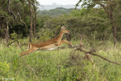 Leaping Impala, Southern Serengeti  2
