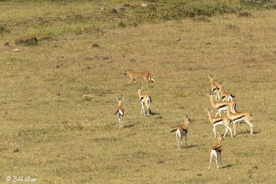 Caracal, Ngorongoro Crater  6